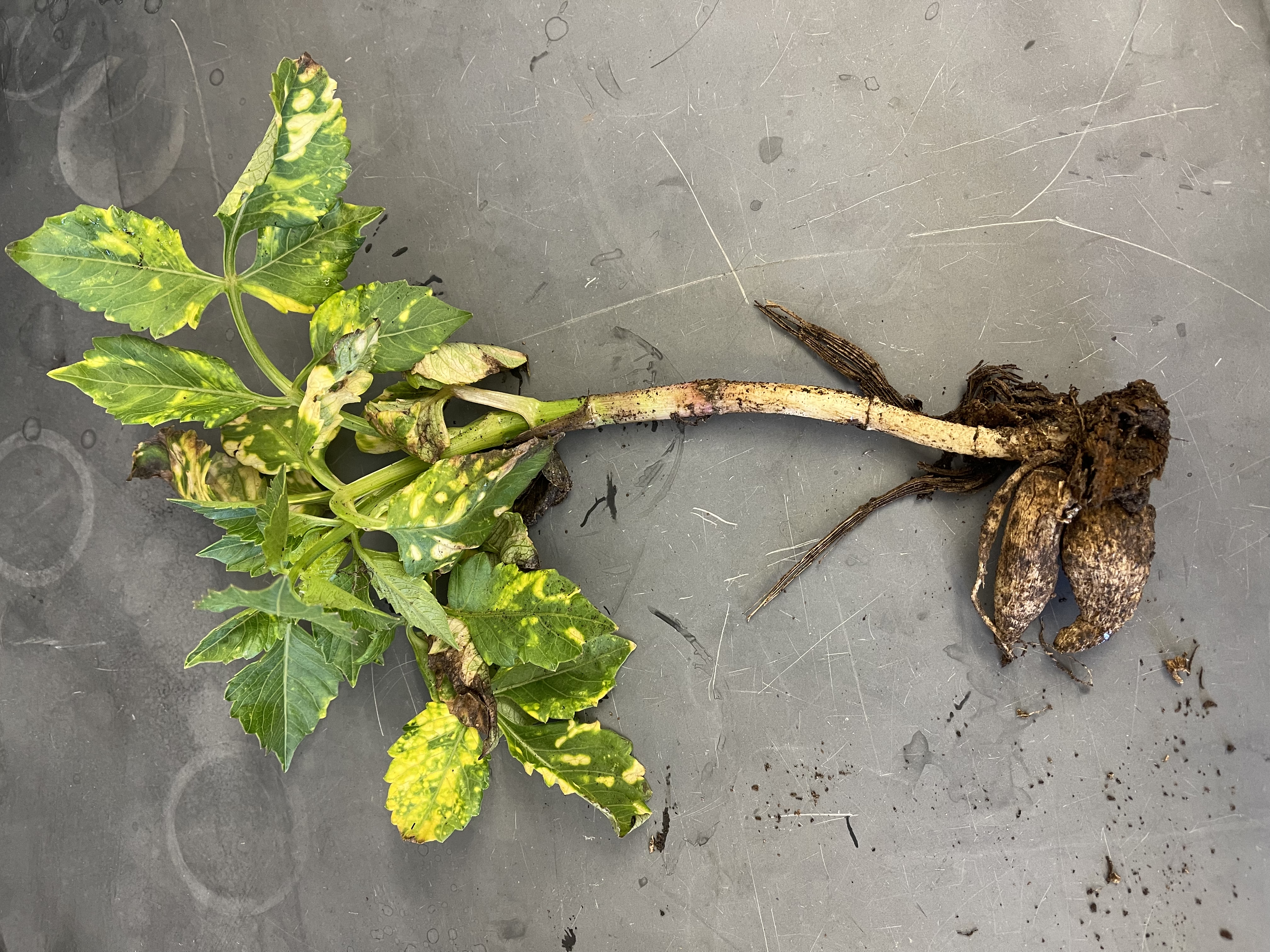 A whole plant sample, including roots, ready for submission to the plant diagnostic clinic.